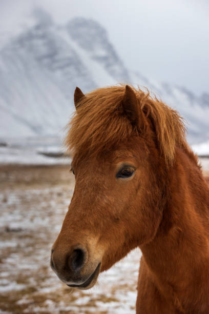 close-up de um cavalo islandês, uma raça de cavalo que só pode ser criado na islândia - horse iceland winter snow - fotografias e filmes do acervo