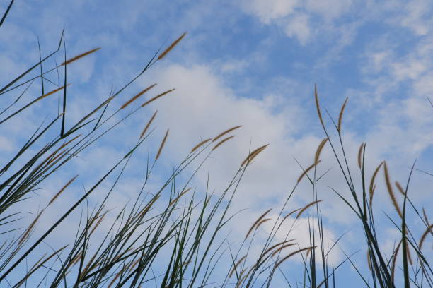 istock reed flower in the bright blue sky, Phragmites australis. bottom view 1444709507