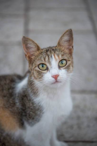 istock Beautiful cat look eyes 1444711164