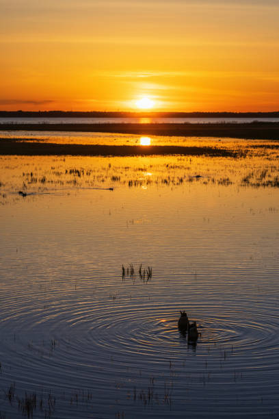 sunset at a wetland with ducks - swamp moody sky marsh standing water imagens e fotografias de stock