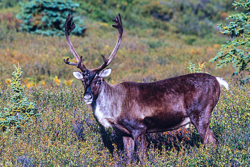 Caribou with big antlers in the wilderness