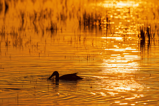 Shoveler a lake in sunset light