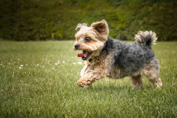istock Yorkshire Terrier on a run with his tongue out 1444714265