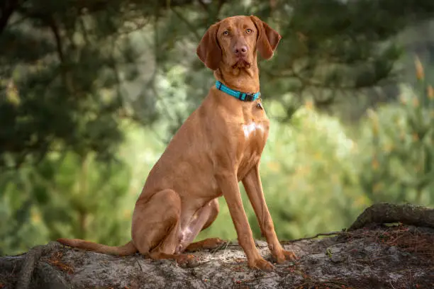 Sprizsla - light fawn colour Vizsla sitting upright under a tree in the forest looking directly at the camera