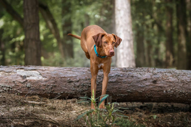 istock Sprizsla - light fawn colour Vizsla jumping over a fallen tree 1444714590