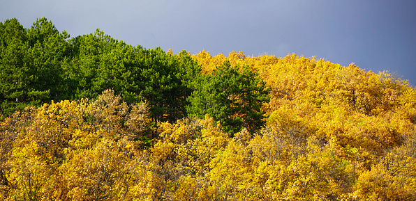 Maple and evergreen trees and with yellow and green foliage in fall forest. background with fall trees.