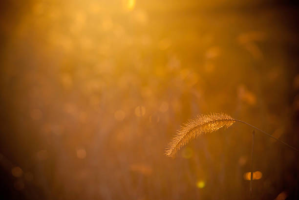 istock Seedhead of a grass plant at dawn 144471690