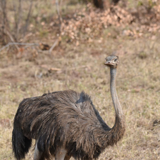 istock Ostrich (Struthio camelus) foraging on the savannah 1444717001