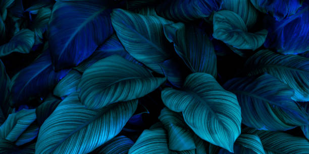 istock Dark green leaves in the park background image 1444725723