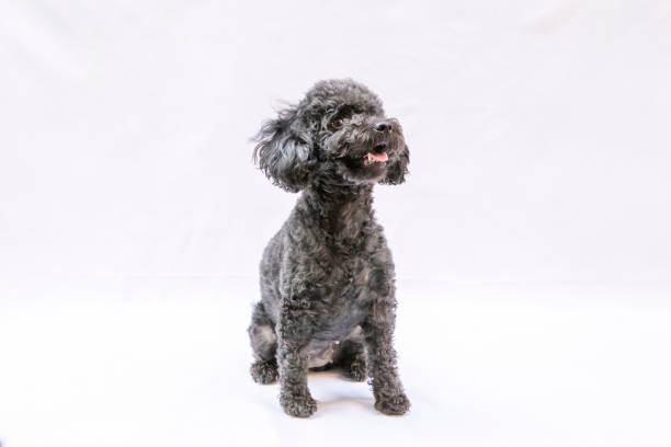 istock funny dog in home 1444726707