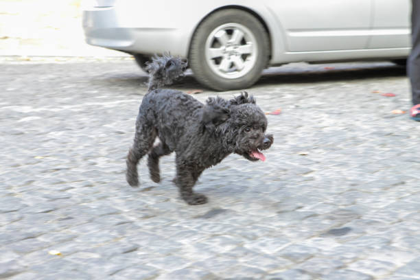 funny dog in home