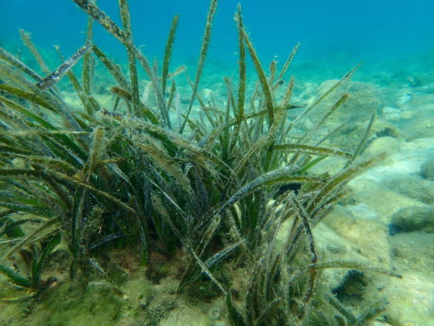 istock Neptune grass or Mediterranean tapeweed (Posidonia oceanica) undersea, Aegean Sea 1444728543