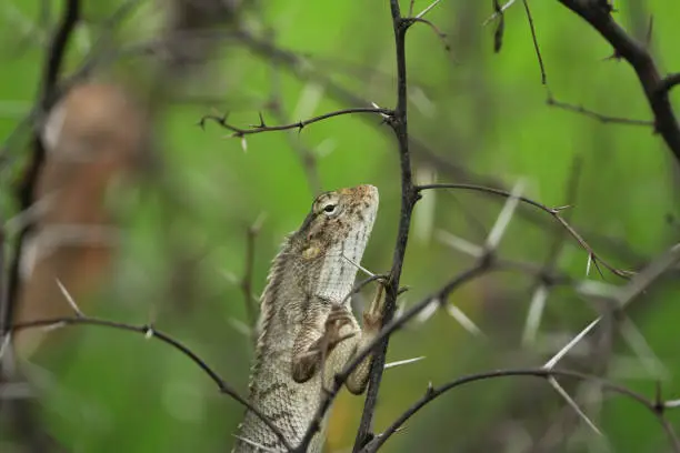 Photo of The Indian chameleon is a species of chameleon or lizard in a barbed plant