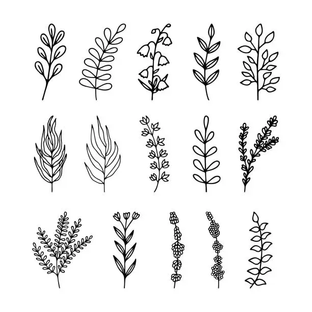 Vector illustration of Hand drawn herbal, floral clipart collection. One line doodle vector set