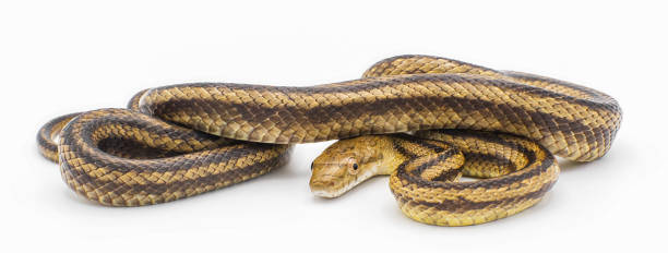 Eastern rat snake formerly known as yellow rat snake - Pantherophis alleghaniensis side profile view isolated on white background. stock photo