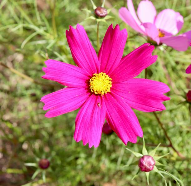 istock Flower in the Garden 1444731691