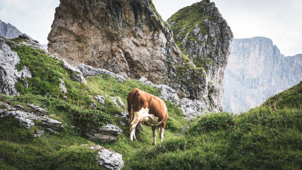 istock Cow eating grass in italian Dolomites. Seceda 1444732288