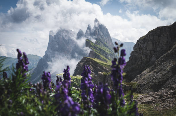 istock Bright flowers in foreground near Seceda peak. 1444733106