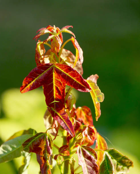 istock Acer buergerianum Naruto 1444734892