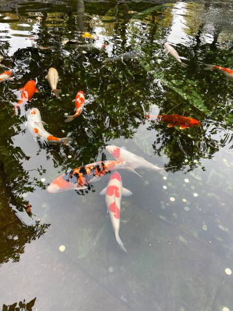 istock carps in the pond 1444736089