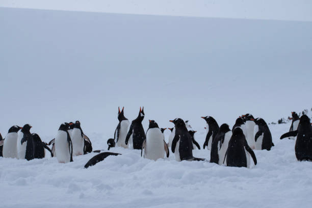 pinguini in antartide all'inizio della primavera. - sphenisciformes foto e immagini stock