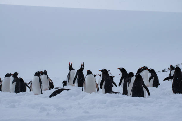 istock Penguins in Antarctica during early spring. 1444736408