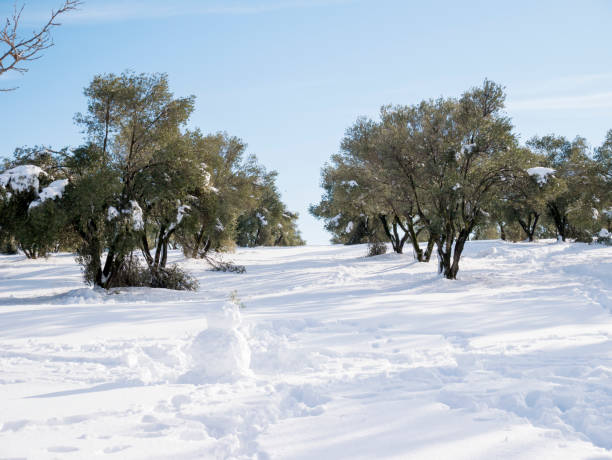 Olive tree with snow. Rivas Vaciamadrid. Madrid. Spain