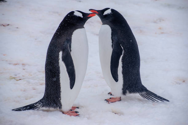 istock Penguins in Antarctica during early spring. 1444737118