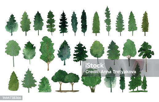 istock Hand drawn watercolor fir tree forest clipart collection 1444738366