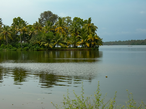 Palm trees on the banks of the canals of the vast Backwaters of Kerala