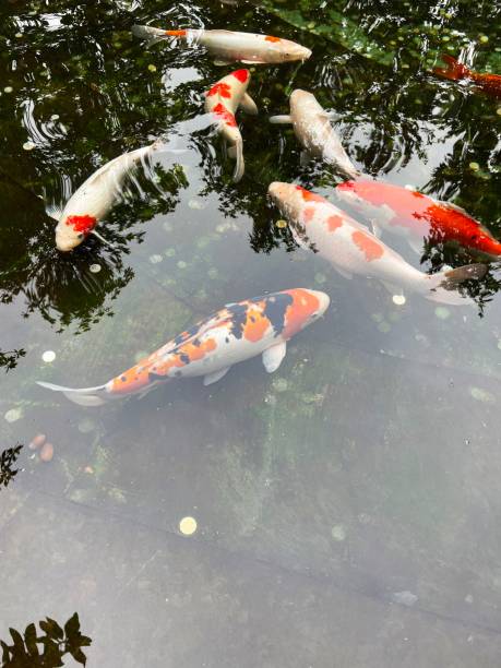 istock carps in the pond 1444739672