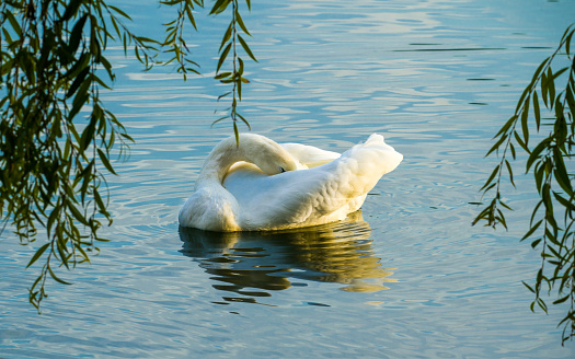 Waterbirds in nature, white swan sleeping on lake under weeping willow branches