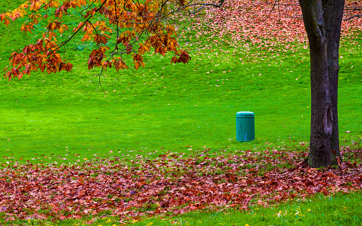 Beauty in nature, fallen colorful leaves on a green grass in the park