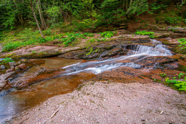 A mountain stream running through a lush green forest, Eastern Serbia