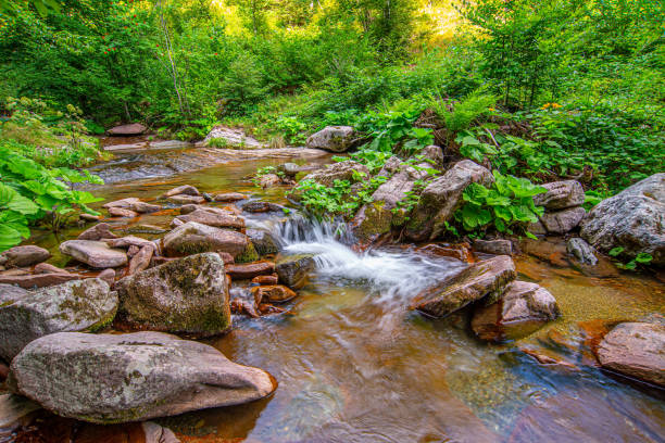 Free Stock Photo of River Running Through a Lush Green Forest ...
