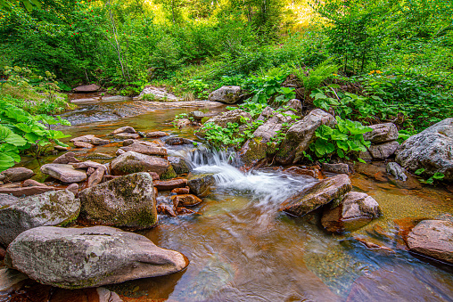 A mountain stream running through a lush green forest, Eastern Serbia