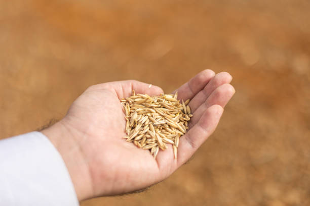 male hand holding oat grains in the field - wheat freedom abundance human hand imagens e fotografias de stock