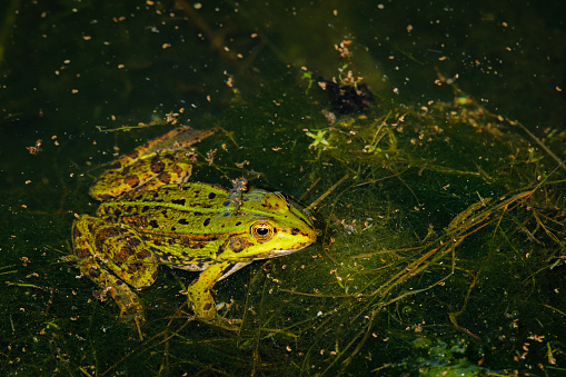 green frog swimming in swamp