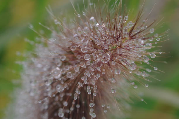 Pennisetum alopecuroides
