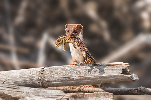 Least Weasel - Mustela Nivalis - a small predatory mammal with brown white fur, weasel with hunted sand lizard returns to the burrow with prey, stony shore of the lake.