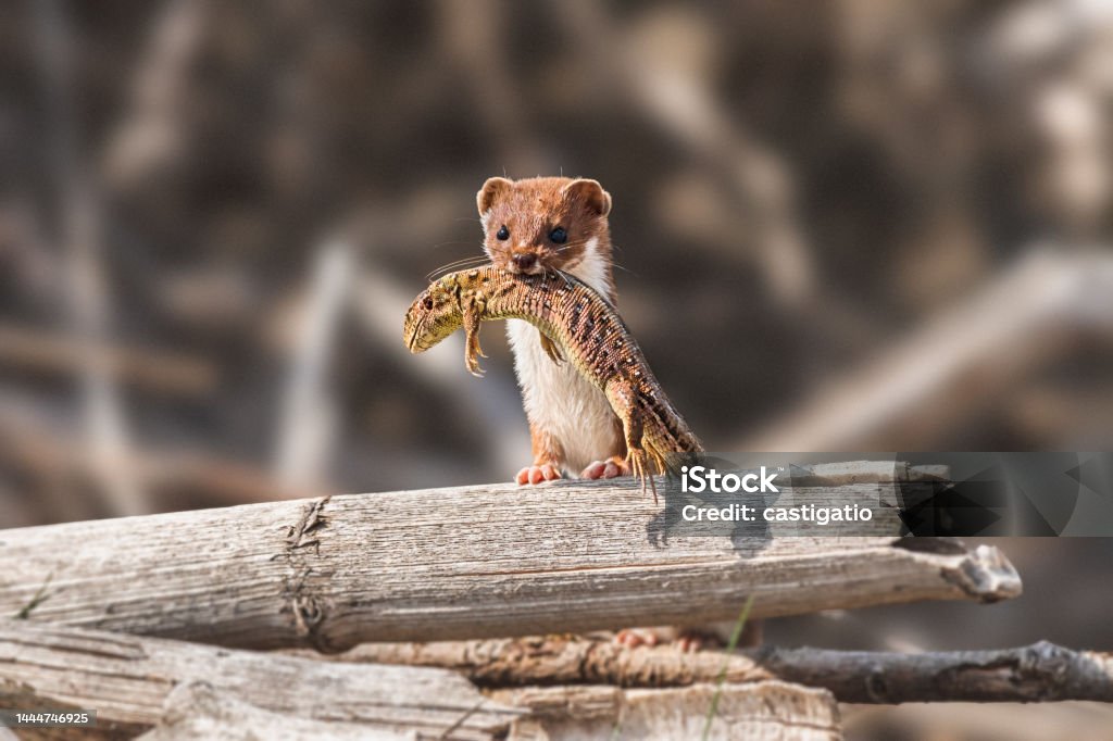 Least Weasel - Mustela Nivalis - a small predatory mammal with brown white fur, weasel with hunted sand lizard returns to the burrow with prey, stony shore of the lake. Least Weasel Stock Photo