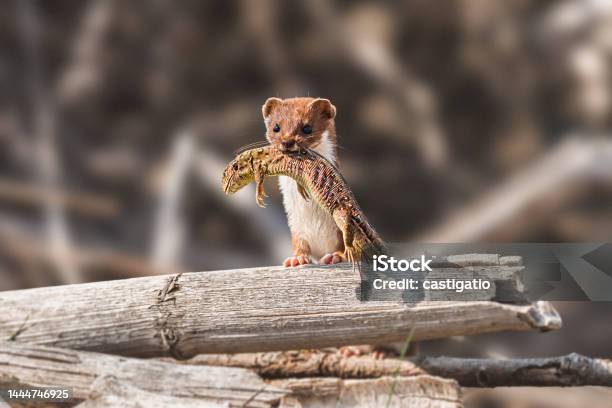 Least Weasel Mustela Nivalis A Small Predatory Mammal With Brown White Fur Weasel With Hunted Sand Lizard Returns To The Burrow With Prey Stony Shore Of The Lake Stock Photo - Download Image Now