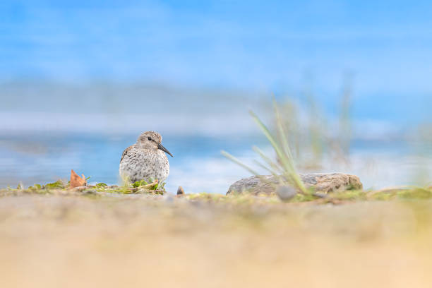 The beautiful Dunlin on the beach (Calidris alpina) fine art portrait for a beautiful wader bird! scolopacidae stock pictures, royalty-free photos & images