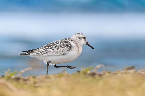 istock The Sanderling on the coastline (Calidris alba) 1444747099