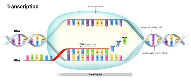 транскрипция. днк направляет синтез рнк. рнк-полимераза. подставка шаблона и подставка без шаблона. - dogma stock illustrations