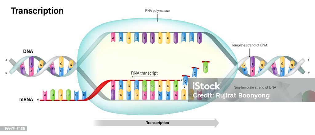 Transcription Dna Directed Synthesis Of Rna Rna Polymerase Template Transcription Dna Directed Synthesis Of Rna Rna Polymerase Template