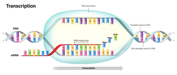 Transcription. DNA directed synthesis of RNA. RNA polymerase. Template stand and Non template stand. Transcription. DNA directed synthesis of RNA. RNA polymerase. Template stand and Non template stand. medical transcription stock illustrations