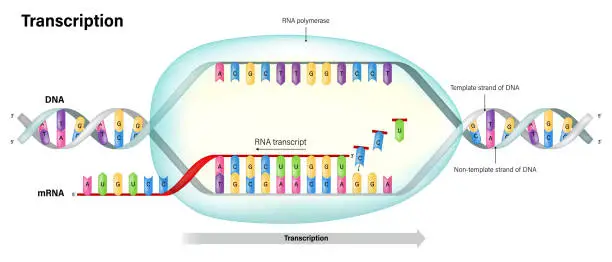 Vector illustration of Transcription. DNA directed synthesis of RNA. RNA polymerase. Template stand and Non template stand.