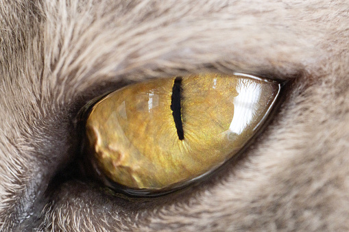 Yellow eye of a grey British shorthair cat closeup