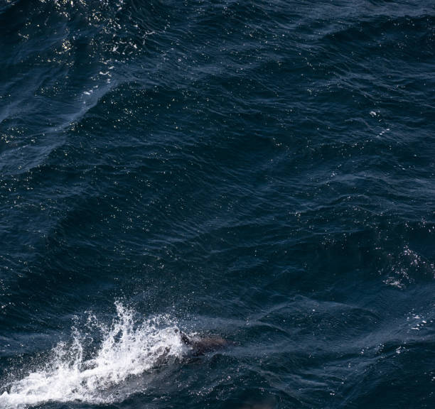 istock An hourglass dolphin jumping 1444748233